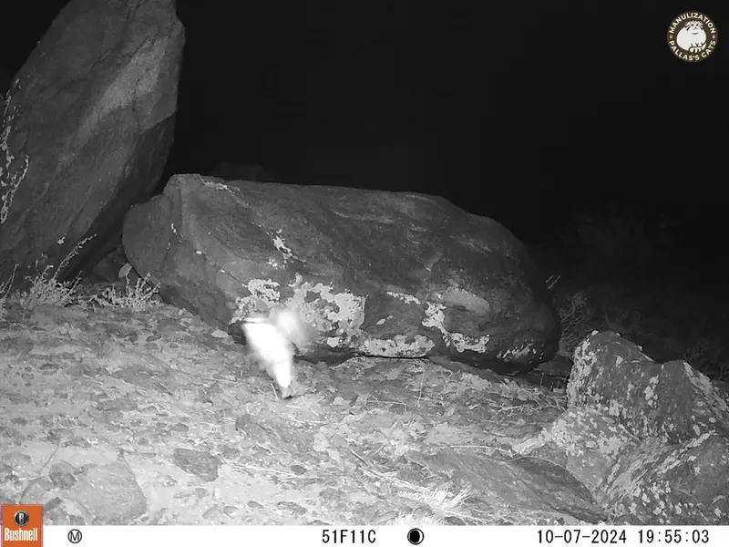A photograph of a Pallas&#039;s cat from Koshkar camera trap