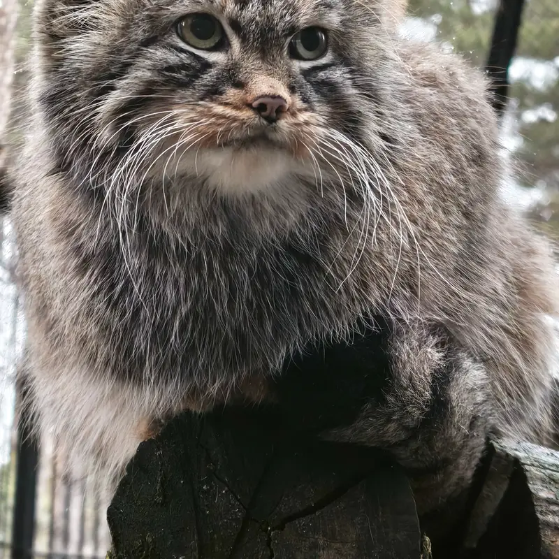 A photograph of Leon in Novosibirsk Zoo