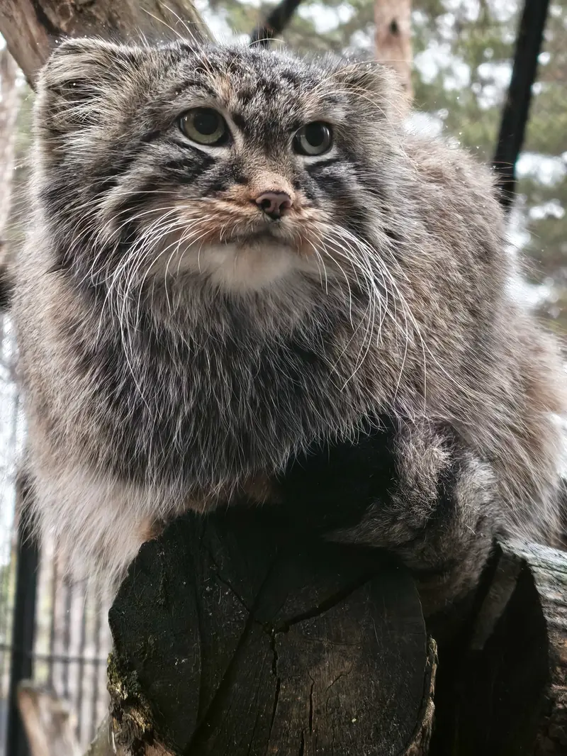 A photograph of Leon in Novosibirsk Zoo