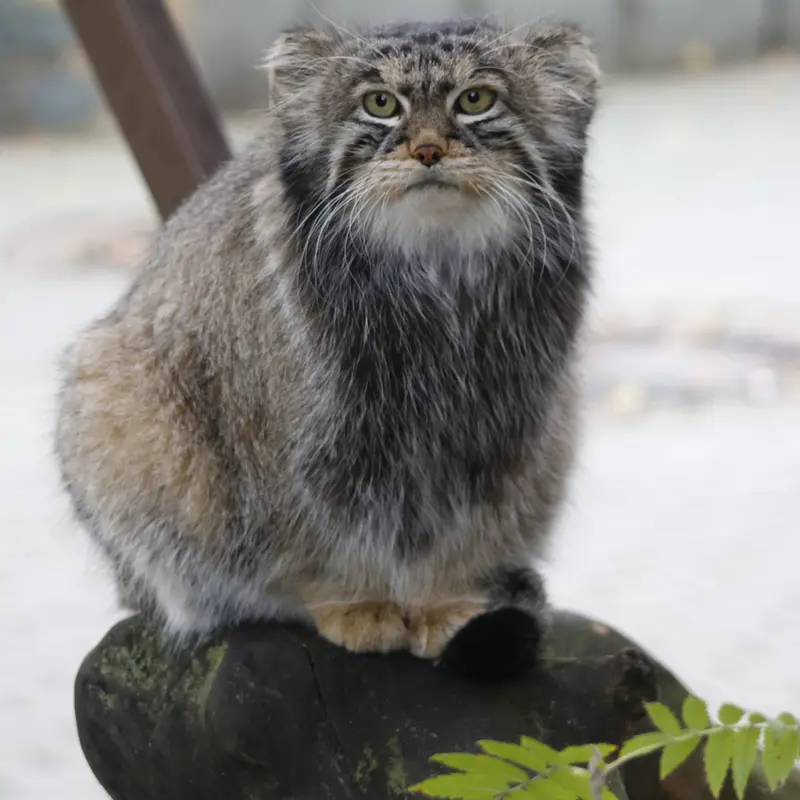 A photograph of Timofey in Moscow zoo