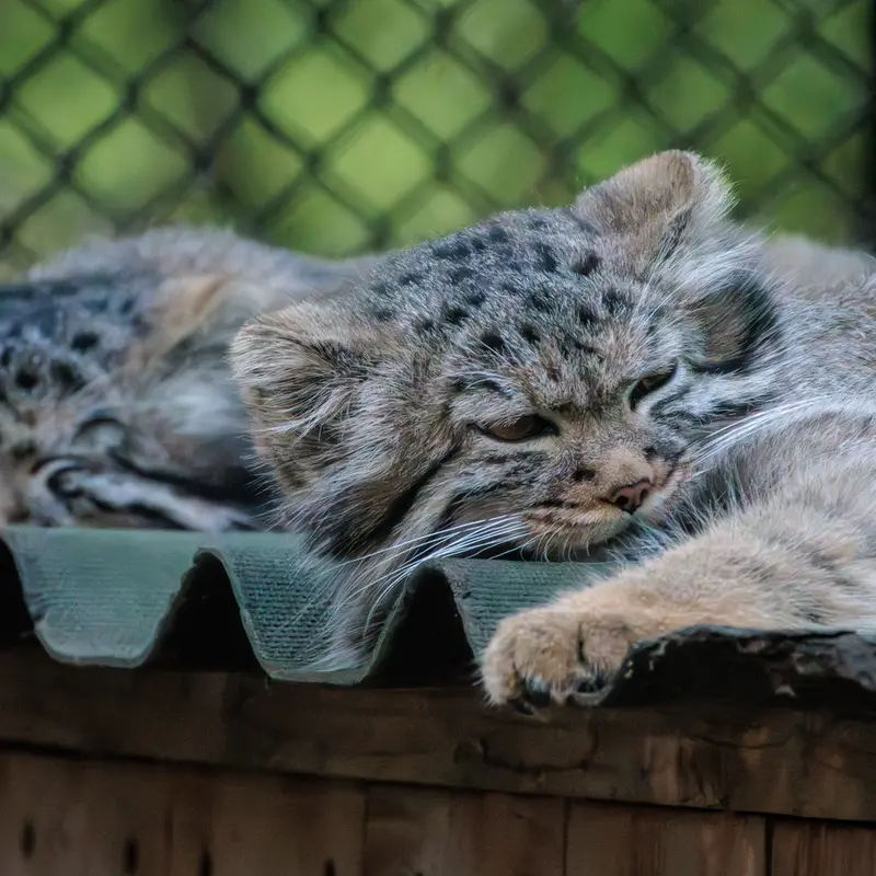 A photograph of a Pallas's cat in Novosibirsk Zoo