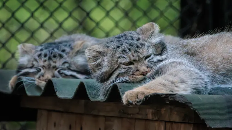 A photograph of a Pallas's cat in Novosibirsk Zoo