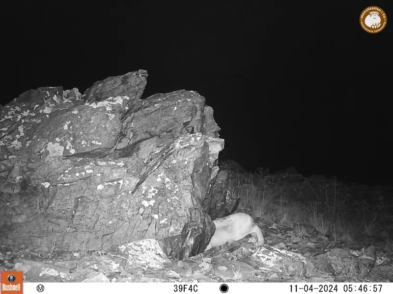 A photograph of Hare from Karashoky camera trap
