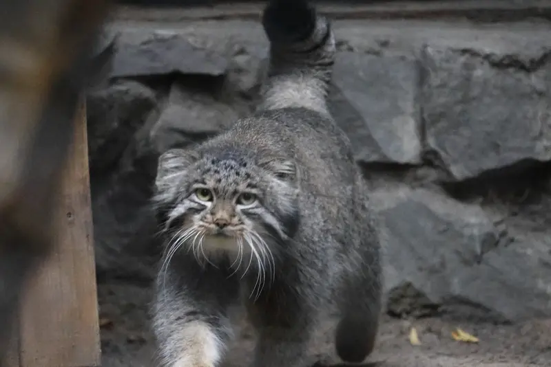 A photograph of Grey in Novosibirsk Zoo