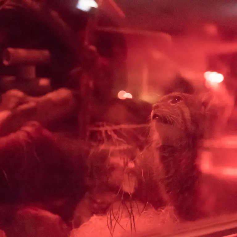 A photograph of Naim in Ueno Zoological Gardens