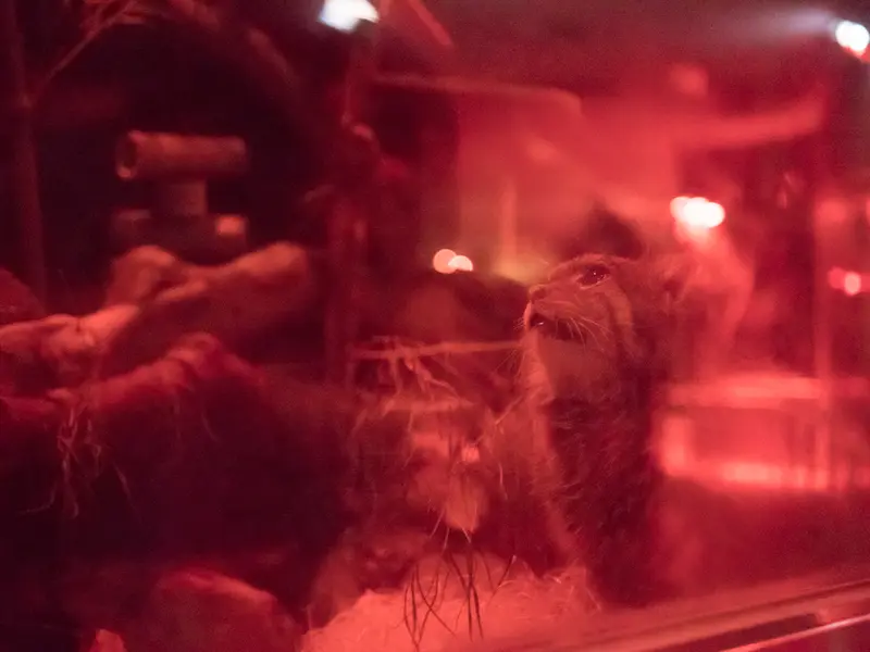 A photograph of Naim in Ueno Zoological Gardens