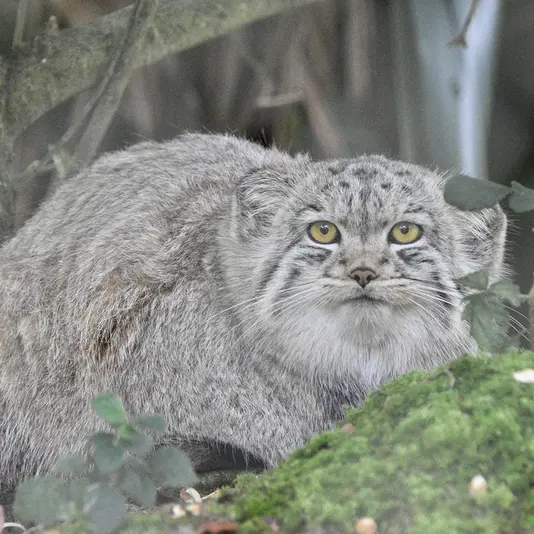 A photograph of Bat-Erdene in Port Lympne Wild Animal Park