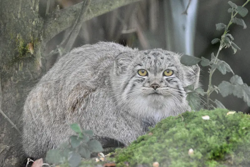 A photograph of Bat-Erdene in Port Lympne Wild Animal Park