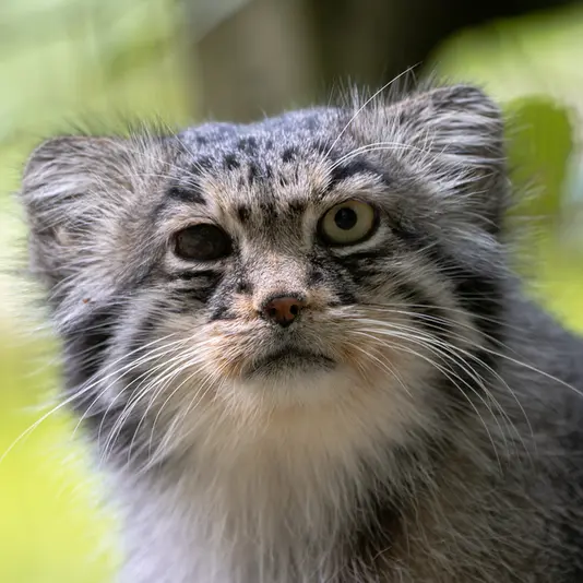 A photograph of Batu in Opel Zoo