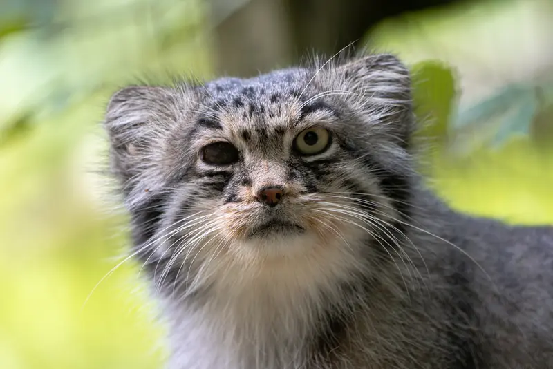 A photograph of Batu in Opel Zoo