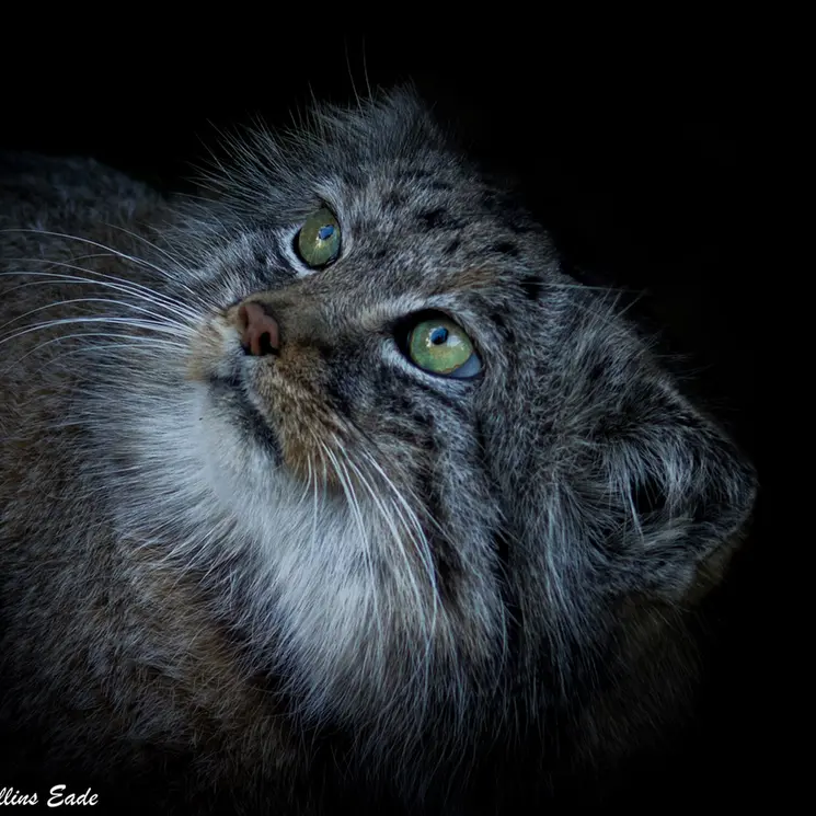 A photograph of Jethro in The Big Cat Sanctuary