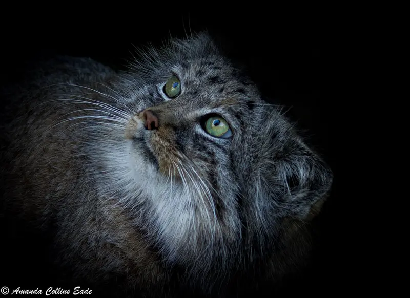 A photograph of Jethro in The Big Cat Sanctuary
