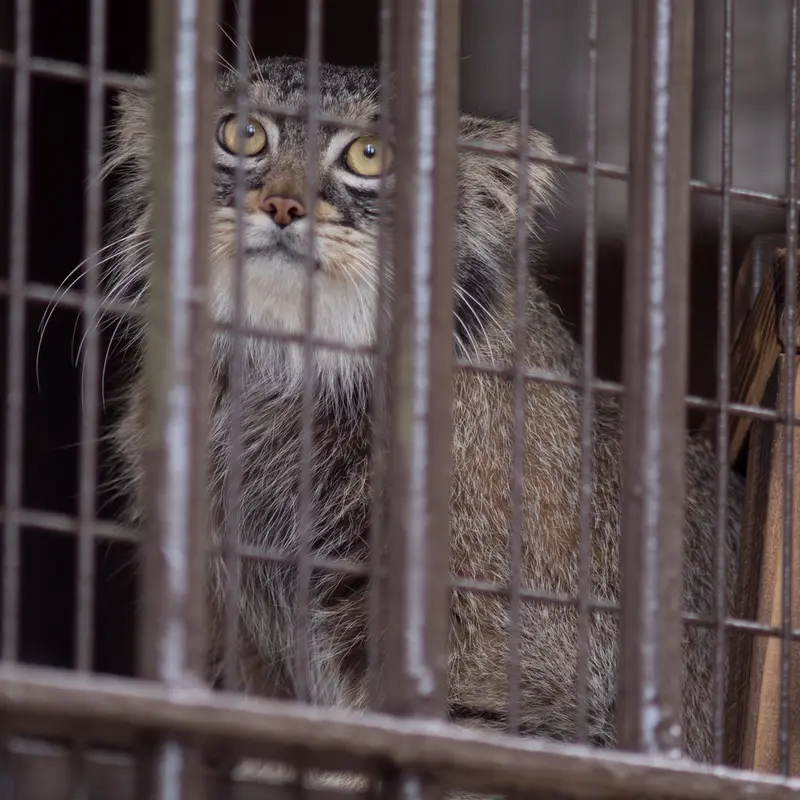 A photograph of Figa in Nogeyama Zoo