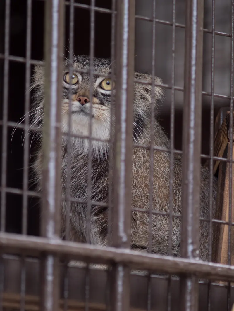 A photograph of Figa in Nogeyama Zoo