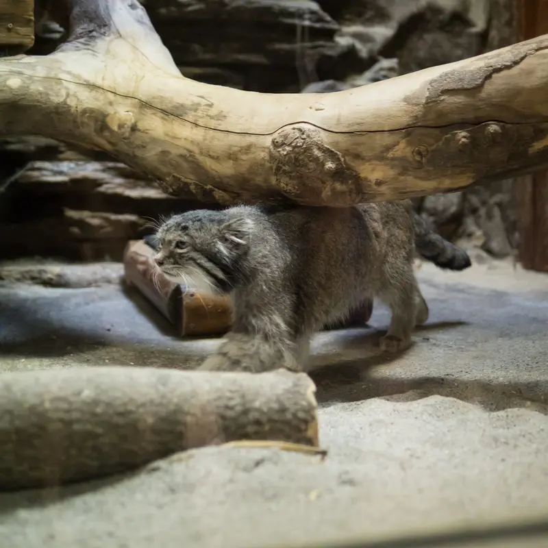 A photograph of Klyon in Ueno Zoological Gardens