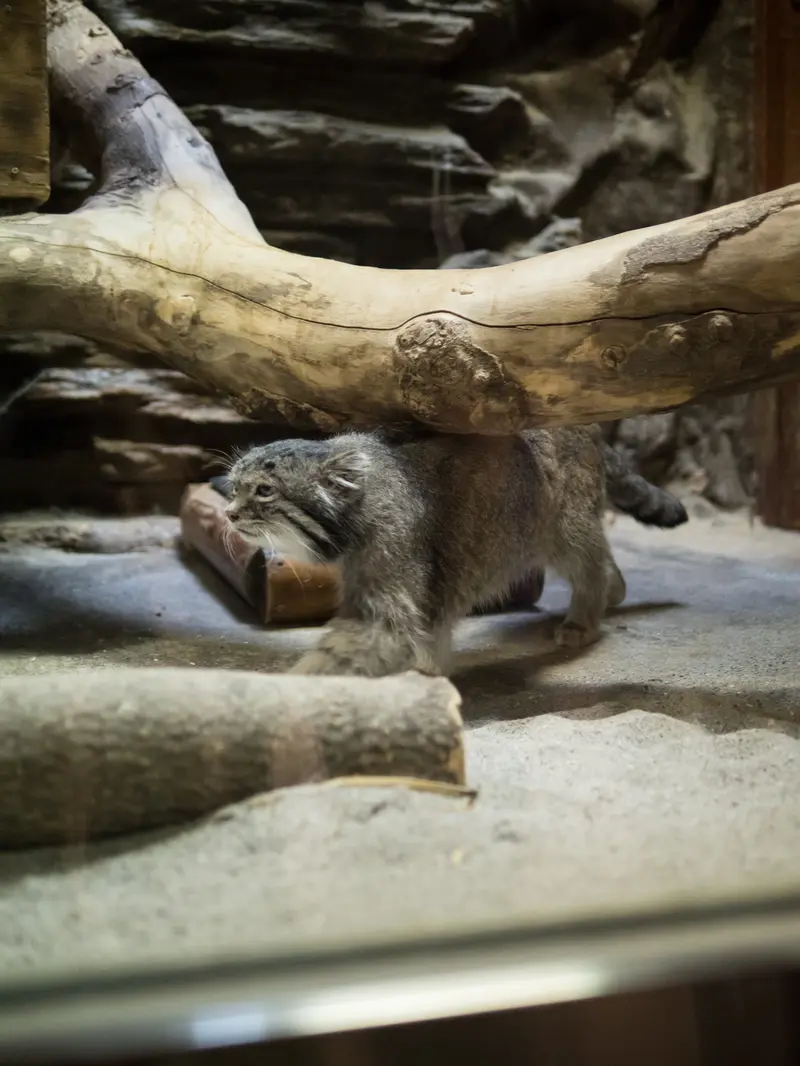 A photograph of Klyon in Ueno Zoological Gardens