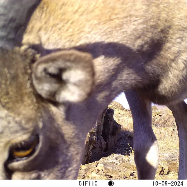 A photograph of Argali from Karashoky camera trap