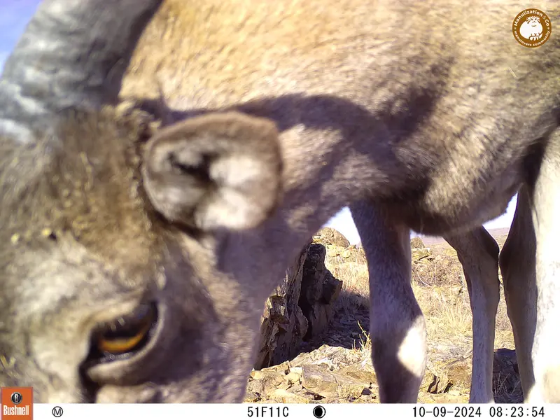 A photograph of Argali from Karashoky camera trap