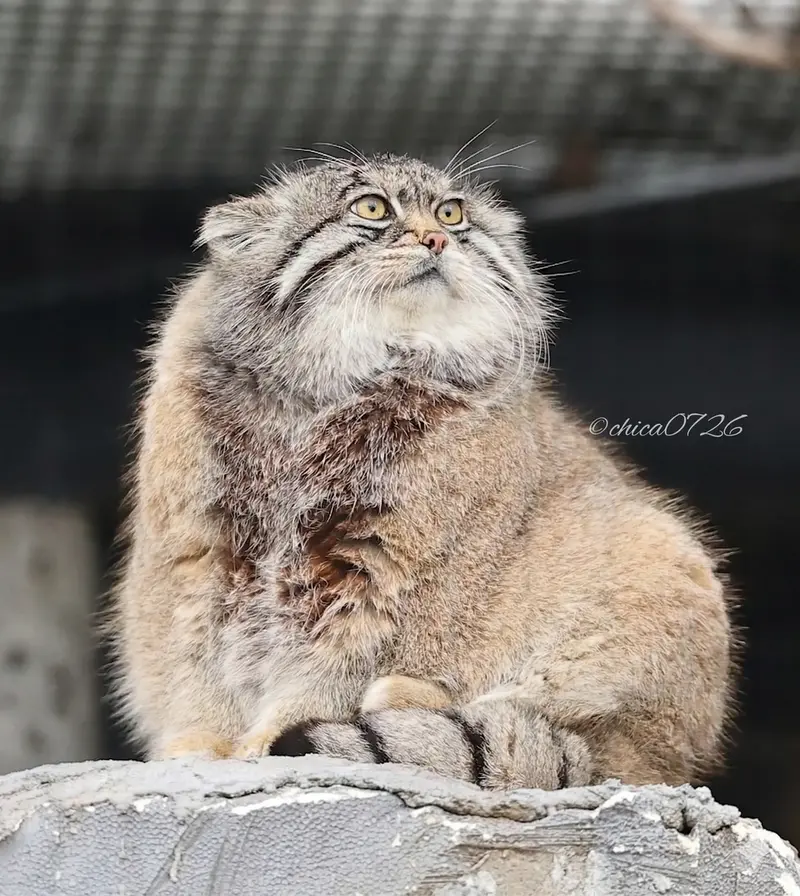 Who is the fluffiest Manul 🤔