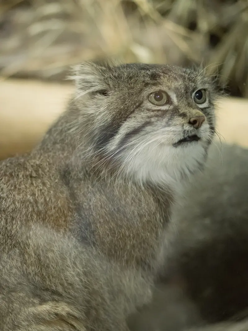 A photograph of Klyon in Ueno Zoological Gardens