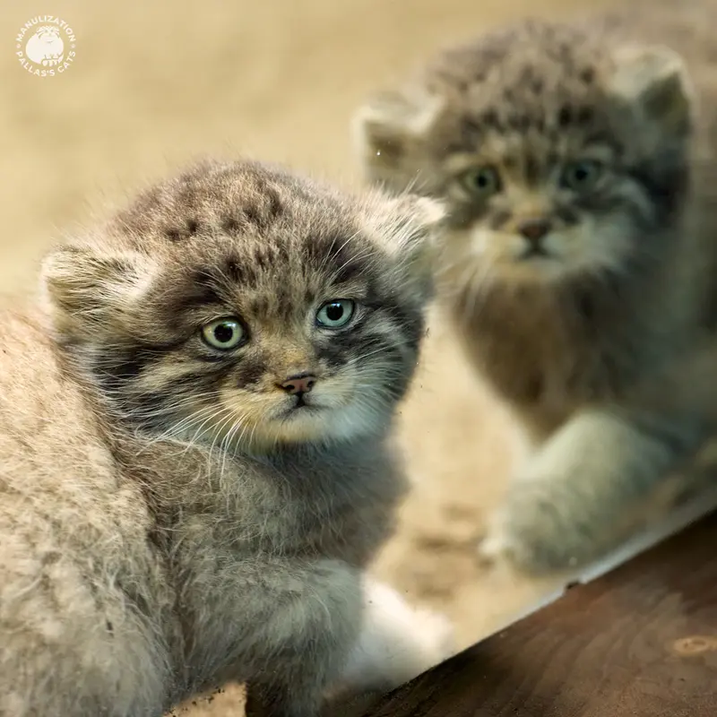 A photograph of Saran and Tuya in Parco Faunistico La Torbiera