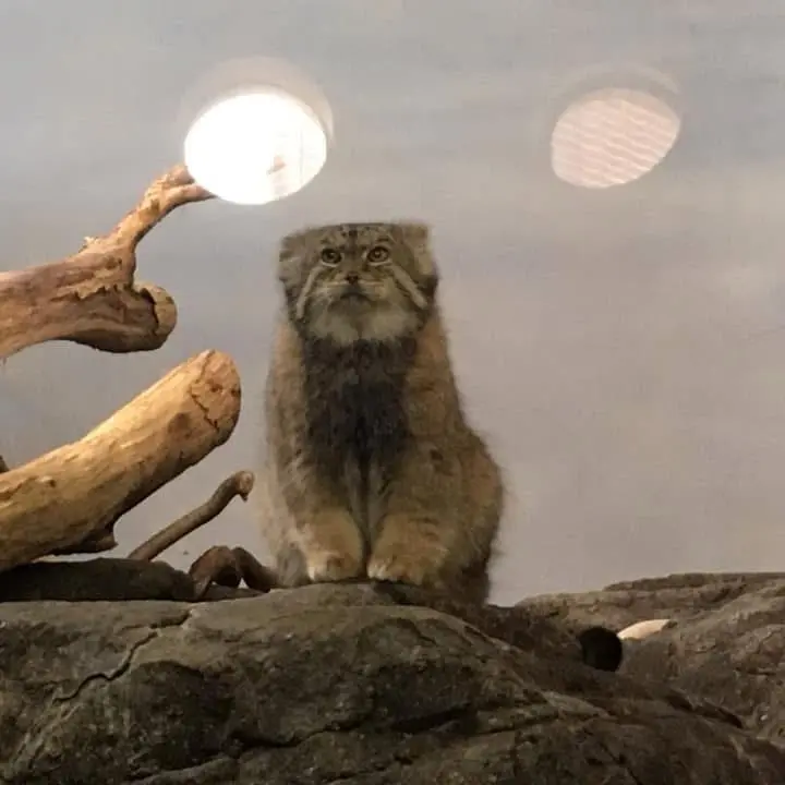 A photograph of Boris in Prospect Park Zoo