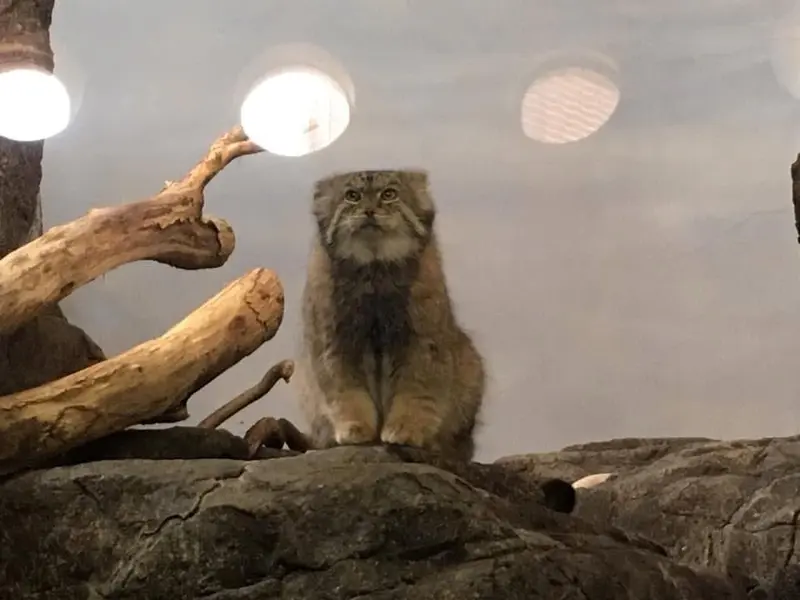 A photograph of Boris in Prospect Park Zoo