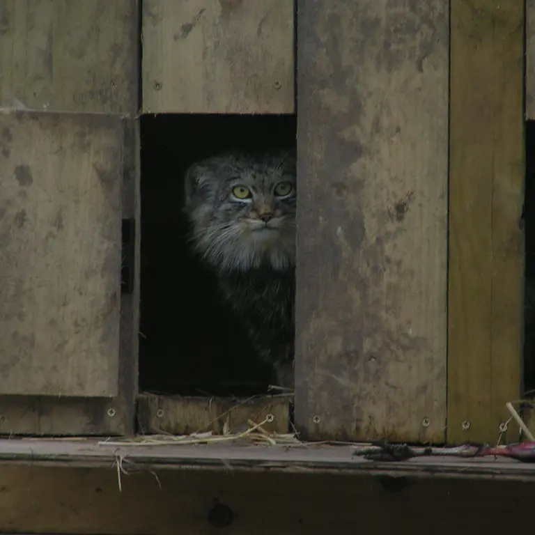 A photograph of Altai in The Lakeland Wildlife Oasis