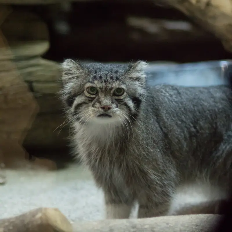 A photograph of Klyon in Ueno Zoological Gardens