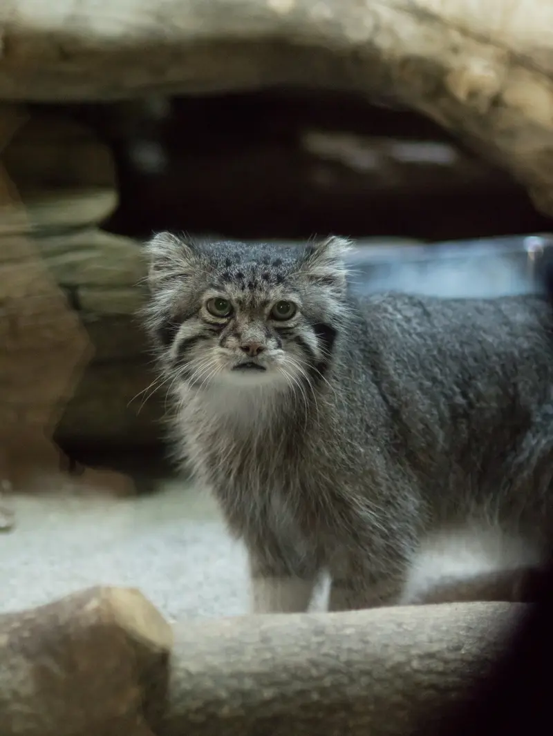 A photograph of Klyon in Ueno Zoological Gardens