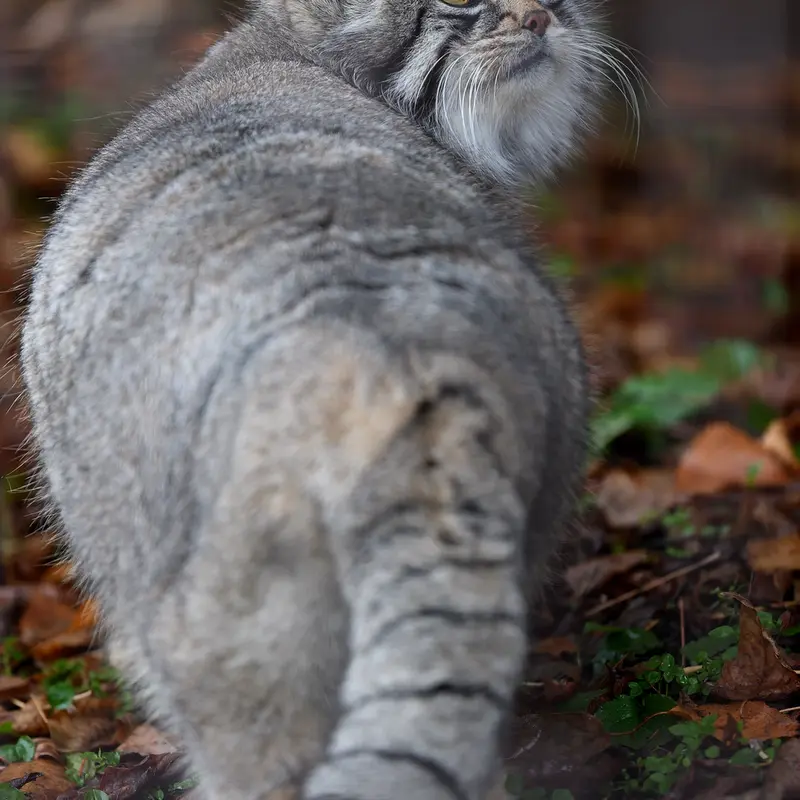 A photograph of Grusha in Asahiyama Zoo