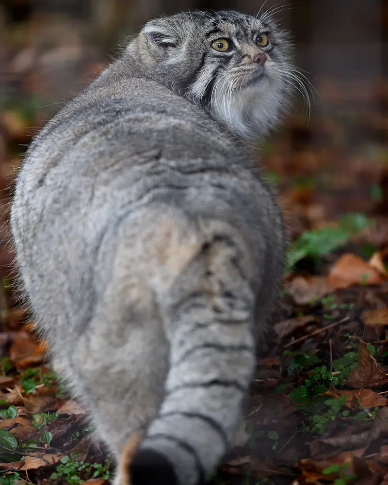 A photograph of Grusha in Asahiyama Zoo