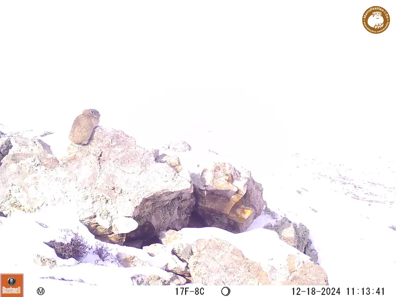 A photograph of Pika from Besshoky 1 camera trap