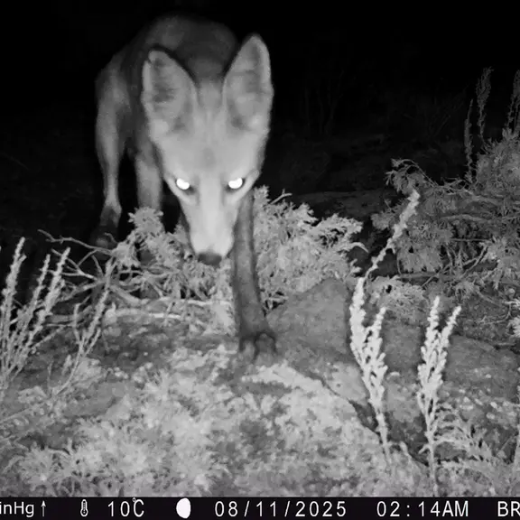 A photograph of Red fox from Shubaraigyr [new] camera trap