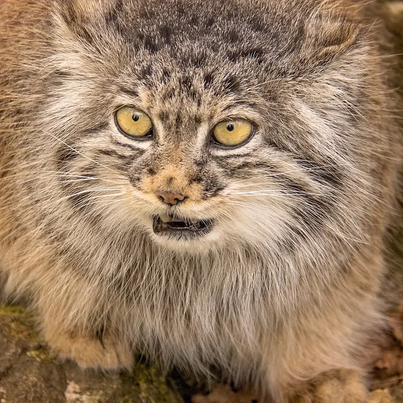 A photograph of Tula in The Big Cat Sanctuary