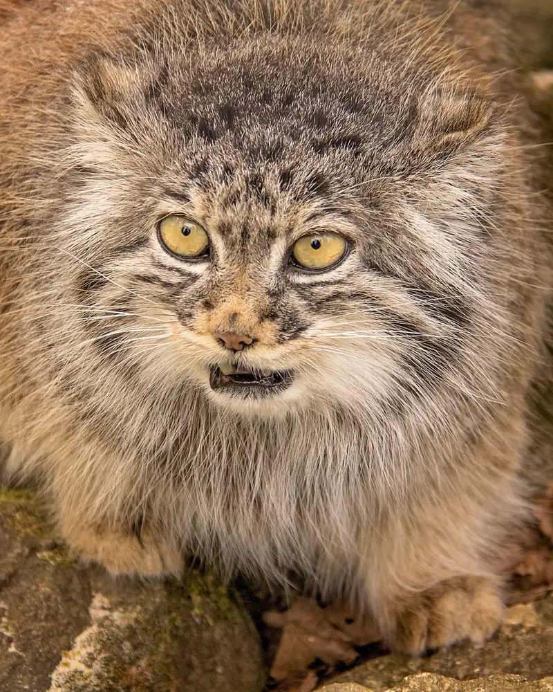 A photograph of Tula in The Big Cat Sanctuary