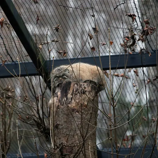 A photograph of Sayan in Gdansk Zoo