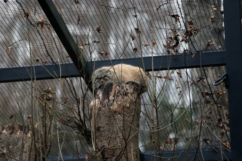 A photograph of Sayan in Gdansk Zoo
