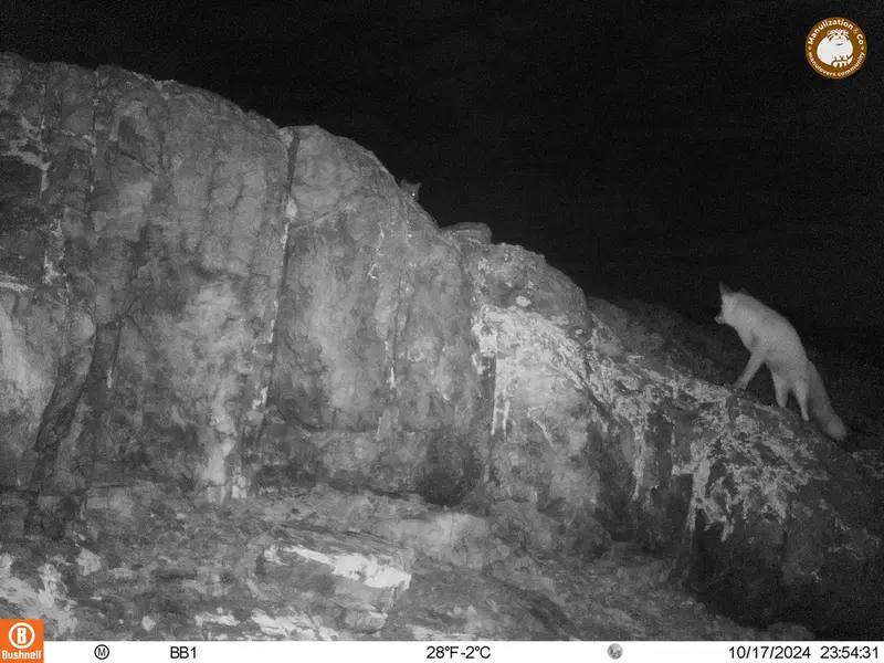A photograph of Red fox from Aktas-Kunkora camera trap