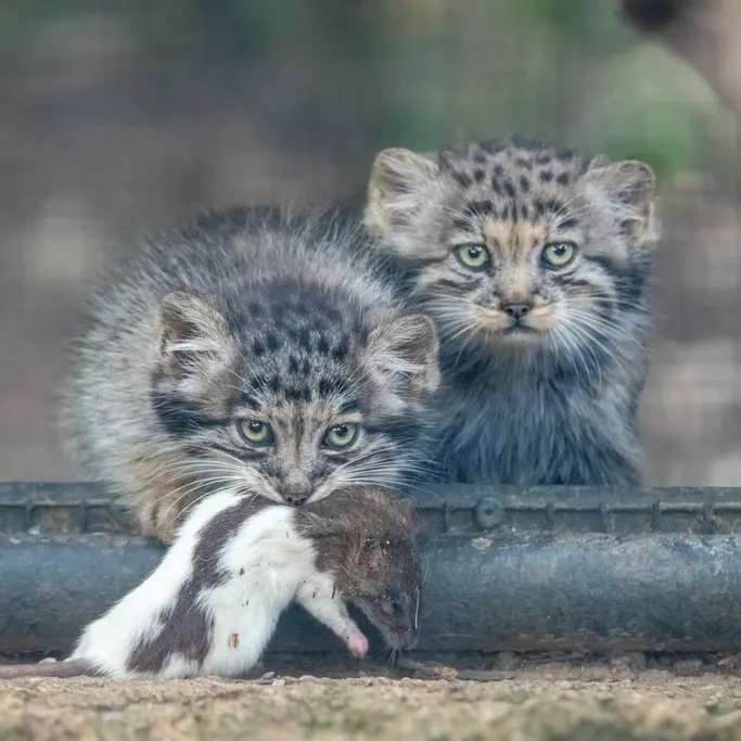 A photograph of a Pallas's cat in Brno Zoo
