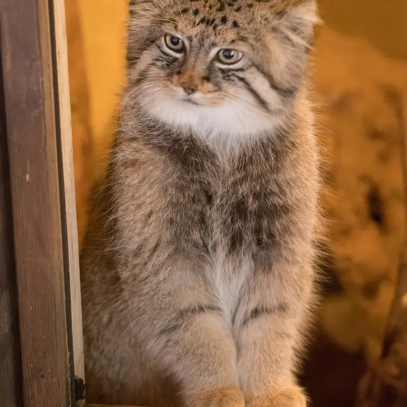 A photograph of Lotos in Saitama Children's Zoo