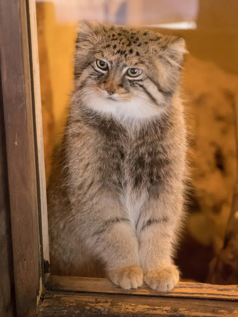 A photograph of Lotos in Saitama Children's Zoo