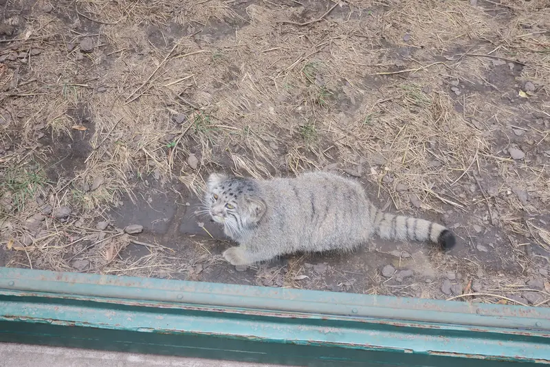 A photograph of Boris Ⅱ in Budapest Zoo & Botanical Garden