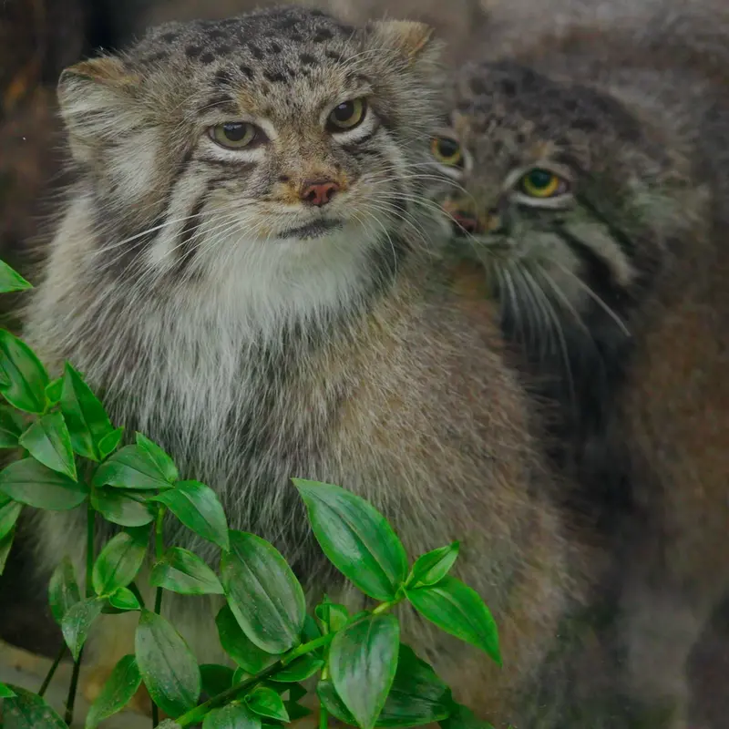A photograph of Az and Nar in Kobe Animal Kingdom