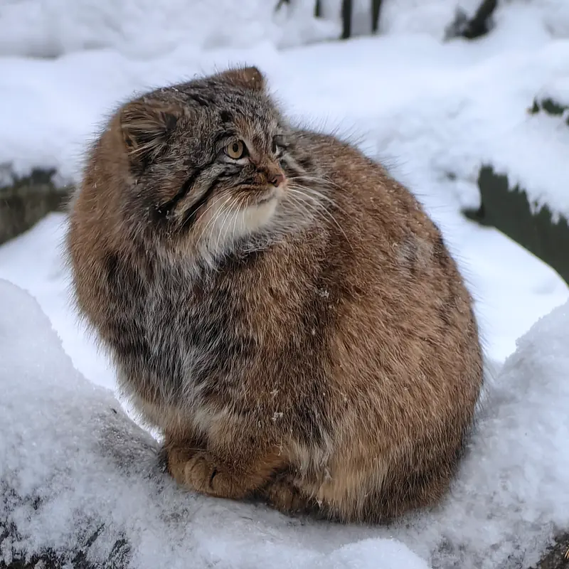 A photograph of Son of Snezhinka b.2025 Ⅲ in Novosibirsk Zoo