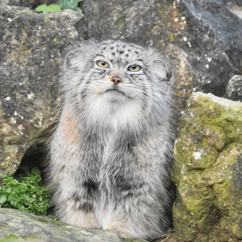 A photograph of Namuu in Port Lympne Wild Animal Park