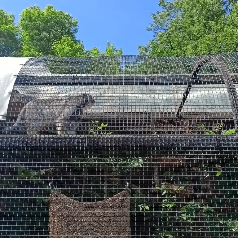 A photograph of Shu in Leningrad zoo