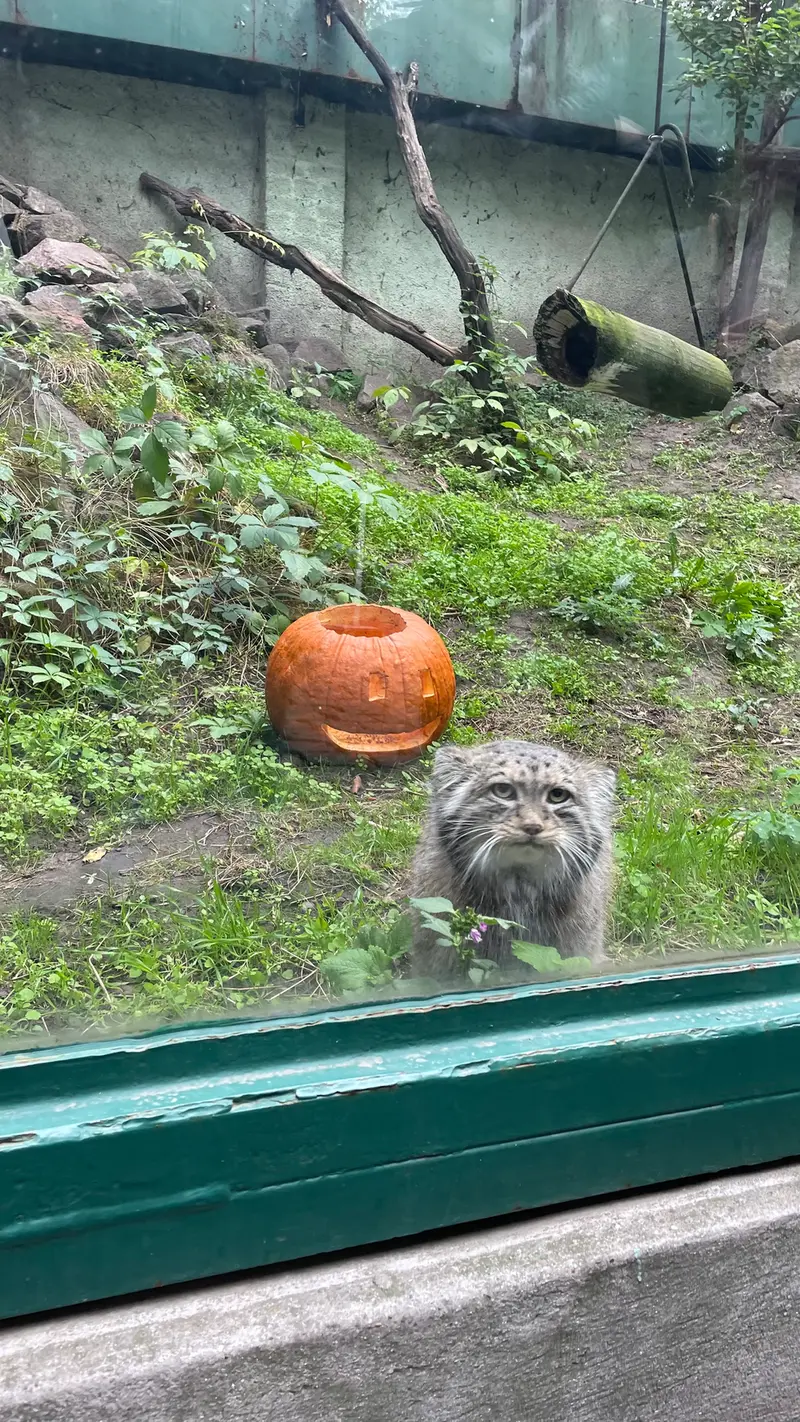 A photograph of Bohus in Budapest Zoo & Botanical Garden