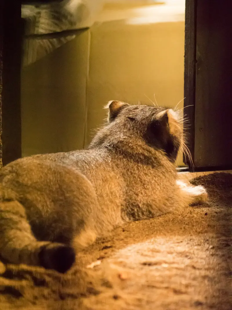 A photograph of Figa in Nogeyama Zoo