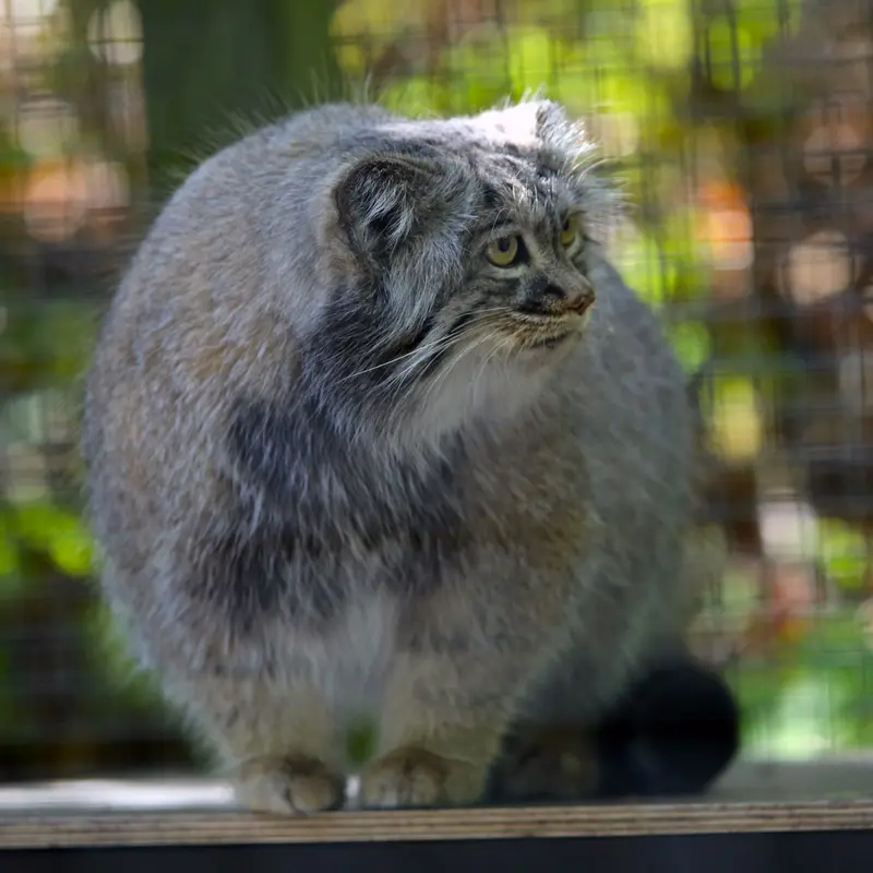 A photograph of Aysen in Košice Zoo